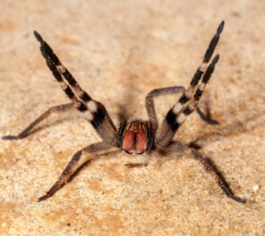 Brazilian Wandering Spider