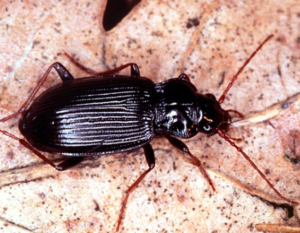 Cannibalistic Ground Beetle