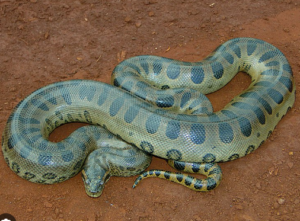 Green anaconda