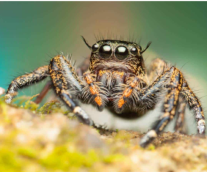 Jumping spider eating their mate