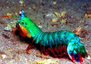 Mantis Shrimp